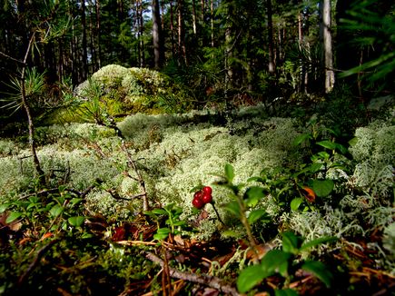 Orienteerumine Käsmu metsas