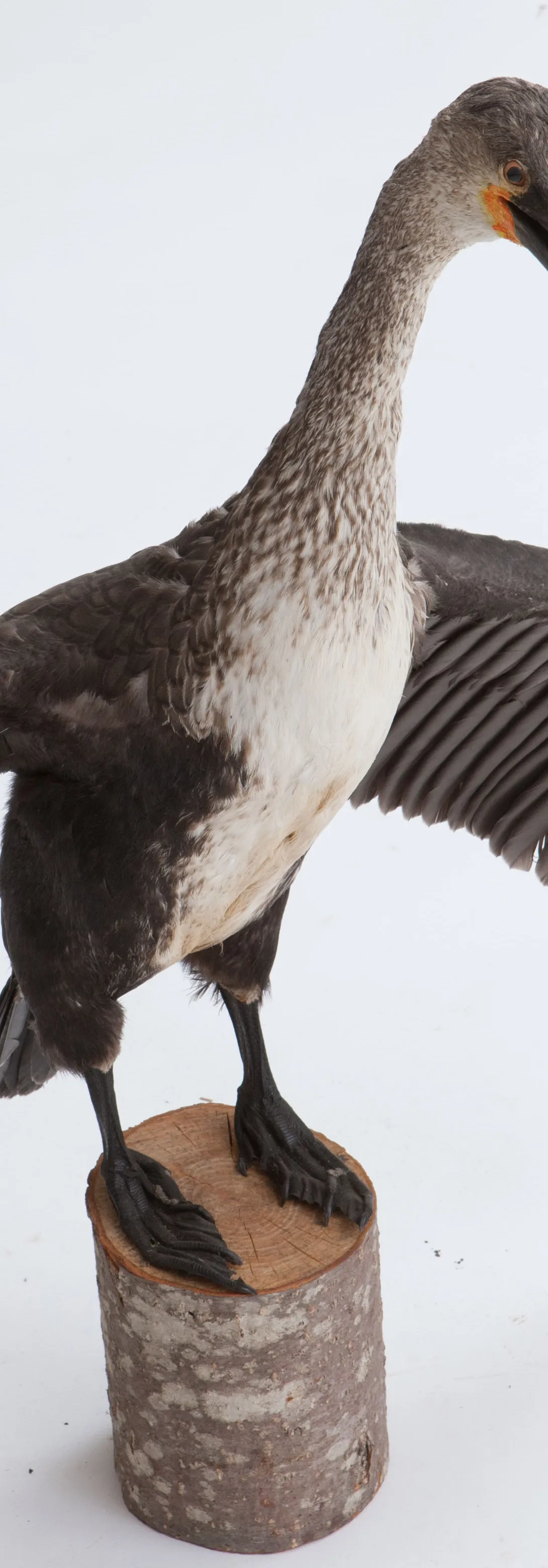 Käsmu Meremuuseum - Kormoran topis KMM/ZO_534
