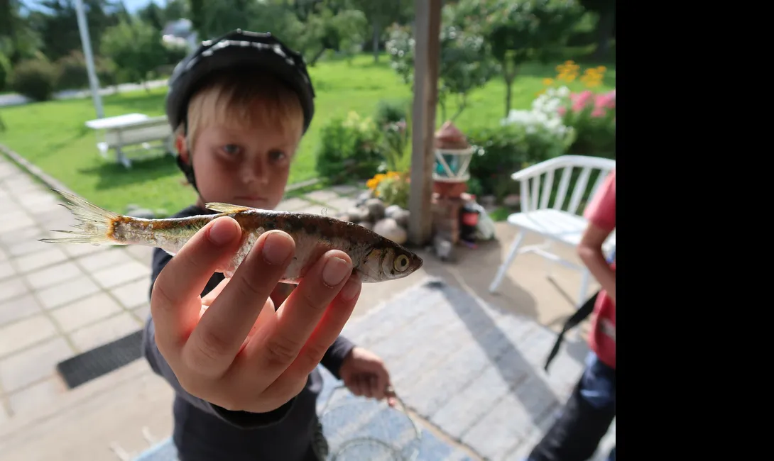 Käsmu Meremuuseum - Laager 2020 püüdjast suurem kala