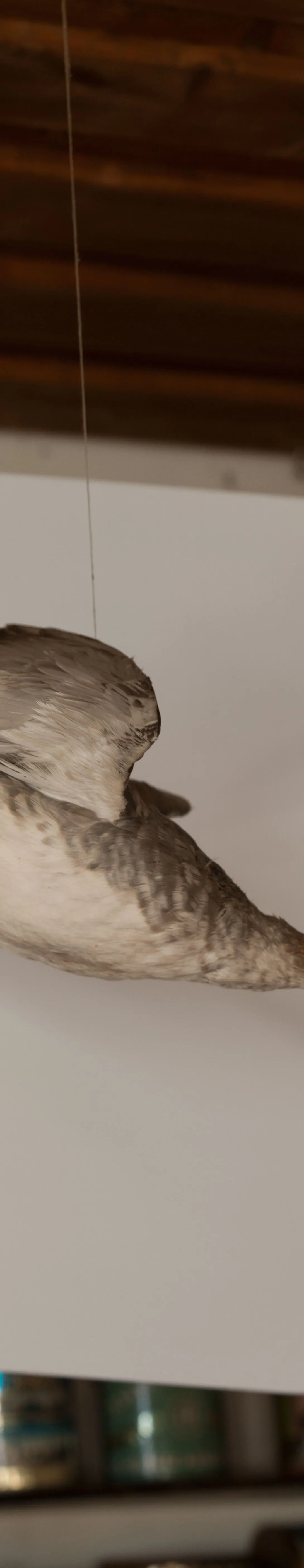 Käsmu Meremuuseum - Koskel topis KMM/ZO_548